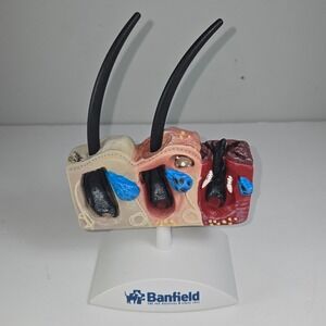 Banfield Pet Hospital Veterinary Skin Anatomy Model Sarcoptes Demodex Flea Mites